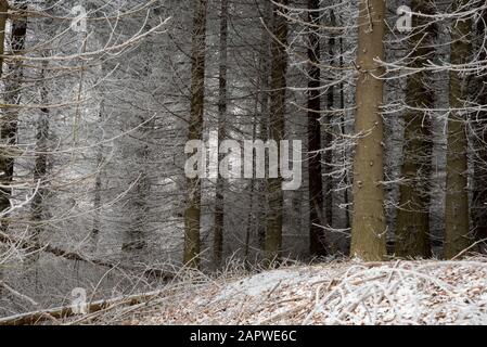 Tiefgefrorener Schnee im Wald Stockfoto