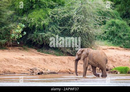 Eine Elefantenfamilie am Ufer eines Flusses mitten im Nationalpark Stockfoto