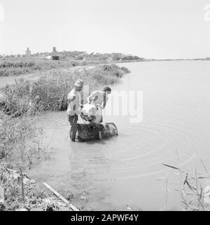 Israel: Kibbutz Ma'agan Mikhael (Ma'agan Michael) Männer bei der Arbeit in den Fischteichen Datum: Undatierter Ort: Israel, Ma'agan Mikhael Schlüsselwörter: Kibbutz, Teiche, Angeln, Fischer Stockfoto