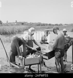 Israel: Kibbutz Ma'agan Mikhael (Ma'agan Michael) Männer bei der Arbeit an den Angelteichen Datum: Undatierter Ort: Israel, Ma'agan Mikhael Schlüsselwörter: Kibbutz, Teiche, Angeln, Fischer Stockfoto