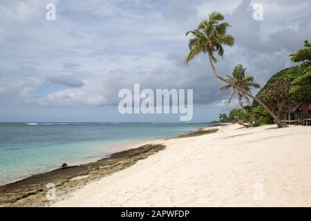 Schiefe Palmen am weißen Sandstrand mit etwas Limerock Stockfoto