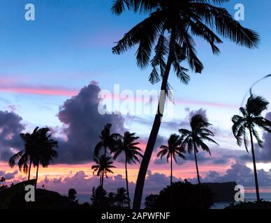 Silhouette von Palmen bei rosa Sonnenaufgang mit Meer im Hintergrund Stockfoto