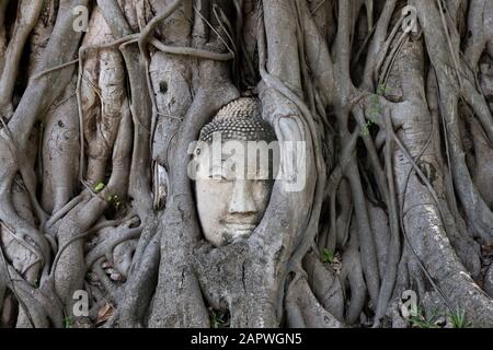 Berühmter Buddha Kopf und Baumwurzeln im Wat Maha That Tempel Stockfoto