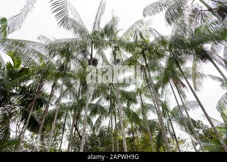 Acai Palmenbaum mit Kokosnüssen auf einem kleinen Dorf im Amazonas-Regenwald, Amazonas, Brasilien Stockfoto