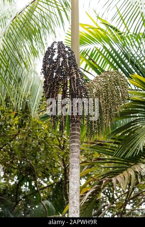 Acai Palmenbaum mit Kokosnüssen auf einem kleinen Dorf im Amazonas-Regenwald, Amazonas, Brasilien Stockfoto