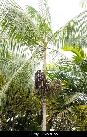 Acai Palmenbaum mit Kokosnüssen auf einem kleinen Dorf im Amazonas-Regenwald, Amazonas, Brasilien Stockfoto