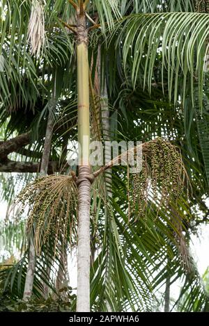 Acai Palmenbaum mit Kokosnüssen auf einem kleinen Dorf im Amazonas-Regenwald, Amazonas, Brasilien Stockfoto