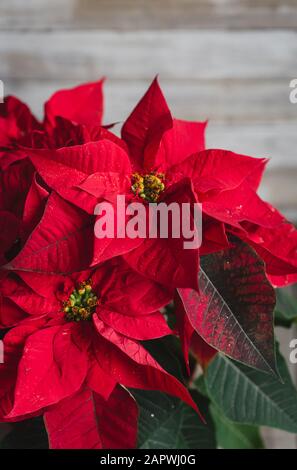 Nahaufnahme der roten Blüten und Blätter auf Weihnachtsstern Pflanze. Stockfoto