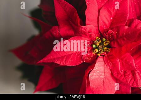 Nahaufnahme der roten Blüten auf einer Weihnachtspoinsettia-Pflanze. Stockfoto