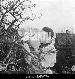 Tag im Leben der Familie Svendsen Mr. Svendsen sticht Bäume in seinem Garten Datum: März 1954 Ort: Dänemark Stichwörter: Bäume, Alltag, Männer, Äste, Gärten, Gartenarbeit Personenname: Svendsen, Stockfoto