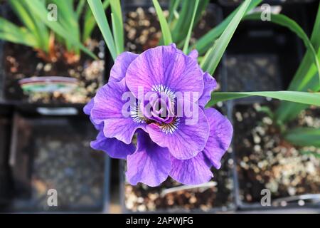 Draufsicht über eine purpurige sibirische Irisblume in einem Wuchertopf Stockfoto