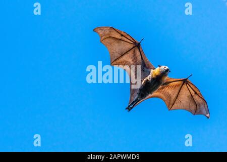 Vereinzelte Fruchtfledermaus, fliegender Fuchs, auf blauem Himmelshintergrund Stockfoto