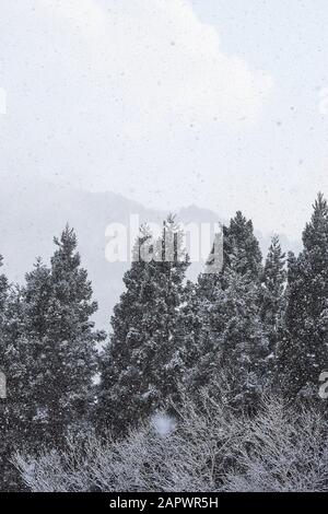 Schneebedeckte immergrüne Bäume stehen an einem verschneiten Tag vor einem waldbedeckten Gebirge in der Ferne. Stockfoto