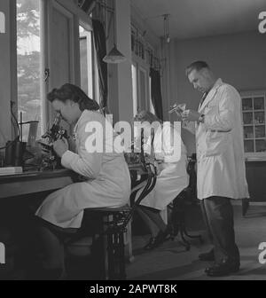 Niederländische Krankenhäuser mit niederländischem Personal [in England]. Im Labor Datum: Mai 1944 Ort: Großbritannien Schlagwörter: Labors, Armee, Soldaten, Weltkrieg Stockfoto