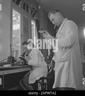 Niederländische Krankenhäuser mit niederländischem Personal [in England]. Im Labor Datum: Mai 1944 Ort: Großbritannien Schlagwörter: Labors, Armee, Soldaten, Weltkrieg Stockfoto
