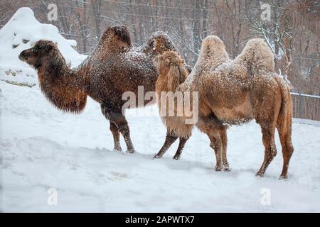 Zweihöckige Kamele im Winter Stockfoto