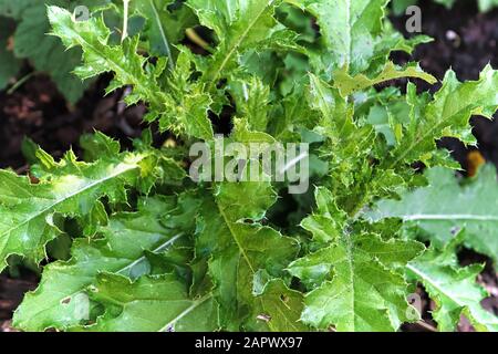 Nahaufnahme von stacheligen grünen distlen Pflanzenblättern Stockfoto