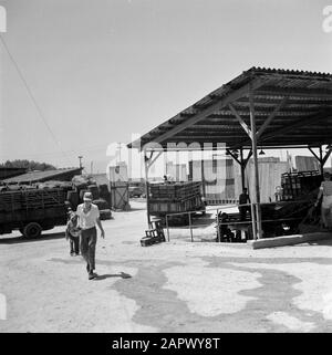 Lagerfläche der Weinkellereien Carmel Mizrachi in Rishon le Zion mit Lastwagen und Holzverpackungen Datum: 1. Januar 1960 Standort: Israel, Rishon le Zion Stichwörter: Verpackung, Industrie, LKWs, Weinanbau Stockfoto