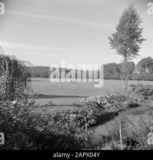 Zuid-Limburger Pferde und Kuh auf einer Weide im Geultal bei Schin op Geul Datum: 1. September 1952 Standort: Limburger, Niederlande, Schin op Geul Stichwörter: Kühe, Landschaften, Pferde, Wiesen Stockfoto