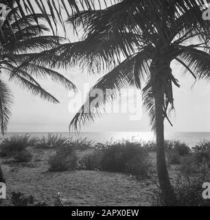 Reisen Sie nach Suriname und zu den niederländischen Antillen Palm Beach auf Aruba bei Sonnenuntergang Datum: 1947 Ort: Aruba Schlüsselwörter: Palmen, Strände, Sonnenuntergang Stockfoto