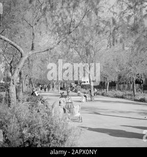 Israel 1948-1949: Tel Aviv Park in Tel Aviv mit Müttern und Kindern und Kinderwagen Datum: 1948 Ort: Israel, Tel Aviv Schlüsselwörter: Bäume, Kinder, Kinderwagen, Parks Stockfoto