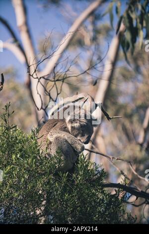 Ein Koala, ein einheimisches Tier in Australien, wurde auf Phillip Island, Victoria, Australien gefunden. Stockfoto