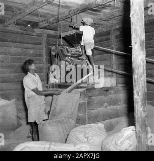 Reise nach Suriname und die niederländischen Antillen Reispelmühle eines Hindu-Reisbauers in Nickerie Datum: 1947 Ort: Nickerie, Suriname Schlüsselwörter: Arbeiter, Maschinen, Reis Stockfoto