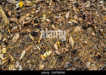 Braune Kiefernzapfen mit gestürzten verwelkten Blättern, die auf dem Boden gestreut sind Stockfoto