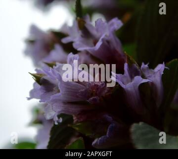 Neelakurinji Blumen (Strobilanthes kunthiana) im bryant Park, kodaikanal in tamilnadu, indien, Neela kurinji blüht einmal in 12 Jahren Stockfoto