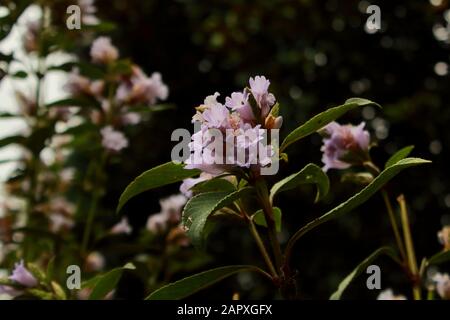 Neelakurinji Blumen (Strobilanthes kunthiana) im bryant Park, kodaikanal in tamilnadu, indien, Neela kurinji blüht einmal in 12 Jahren Stockfoto