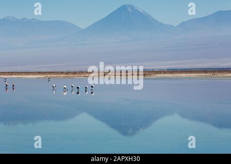 Vulkane und Flamingos spiegelten sich in Laguna de Chaxa, Salar de Atacama, Chile, wider Stockfoto