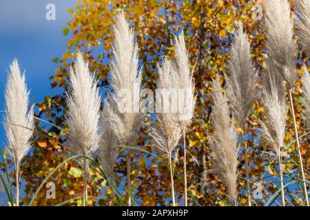 Cortaderia selloana, die gemeinhin als Pampas Gras bekannt, in der Ansicht Stockfoto