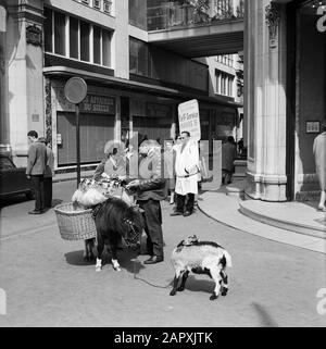 Pariser Bilder [Das Straßenleben von Paris] Straßenhändler mit Pony und Ziege wird sich mit einem Kundendatum befassen: 1965 Standort: Frankreich, Paris Stichwörter: Ziegen, Ponys, Straßenstatuen, Straßenhändler Stockfoto