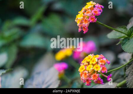 Lantana Camara, Verbena, amerikanische Tropen, Big-sage, Wild-Salbei, Rote-Salbei, Weißsage, Tickberry, Westindische lantana, Rotpinkgelb Stockfoto