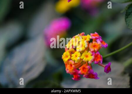 Lantana Camara, Verbena, amerikanische Tropen, Big-sage, Wild-Salbei, Rote-Salbei, Weißsage, Tickberry, Westindische lantana Stockfoto