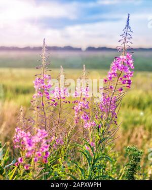 Lila Blüten eines officinal Gras einer Weide-Kraut im Sommer Wiese in den Strahlen der Sonne Sonnenuntergang Nahaufnahme Stockfoto