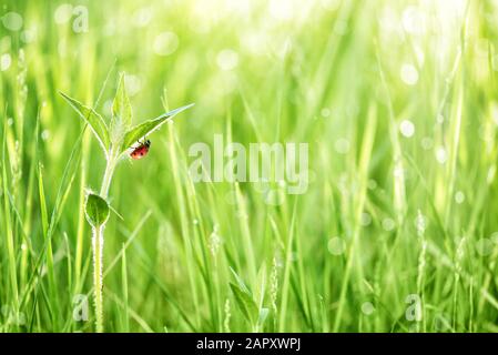 Rote Marienkäfer auf einem Blatt des grünen Grases am frühen Morgen auf einer Wiese mit Tau Tropfen in den Strahlen der Sonne abgedeckt Stockfoto