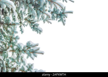 Winterzweige aus Blaufichte mit weißem flaumigem Schnee isoliert auf weißem Grund Stockfoto