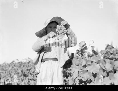 Weinregionen - Beaujolais Frau mit Trauben Datum: Undatierter Ort: Frankreich Schlüsselwörter: Trauben, Weinanbau Stockfoto