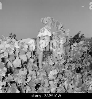 Wine Company Carmel Mizrachi Weingüter in Rishon le Zion. Porträt eines Traubenpflückers Datum: 1. Januar 1960 Standort: Israel, Rishon le Zion Stichwörter: Arbeiter, Trauben, Traubenpflücker, Industrie, Ernte, Weinanbau Stockfoto