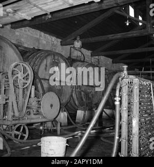 Wine Company Carmel Mizrachi Weingüter in Rishon le Zion. Installationen in den Räumlichkeiten, einschließlich großer Holzfässer Datum: 1. Januar 1960 Standort: Israel, Rishon le Zion Schlüsselwörter: Industrie, Maschinen, Gartenbau Stockfoto