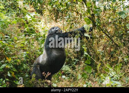 Beeindruckender Berg-Gorilla, der sich im Dichten Dschungel aufstellt und ausdehnt, Bwindi Undurchdringlicher Nationalpark, Uganda Stockfoto