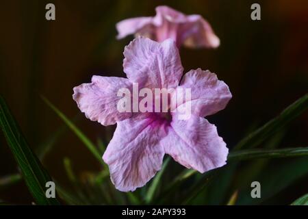Nahaufnahme der Pink Mexican Petunia Flowers/Acanthaeen im Garten Stockfoto