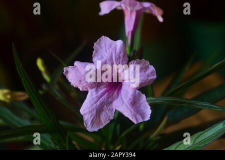 Nahaufnahme der Pink Mexican Petunia Flowers/Acanthaeen im Garten Stockfoto