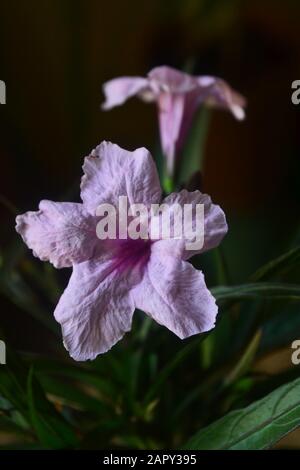 Nahaufnahme der Pink Mexican Petunia Flowers/Acanthaeen im Garten Stockfoto