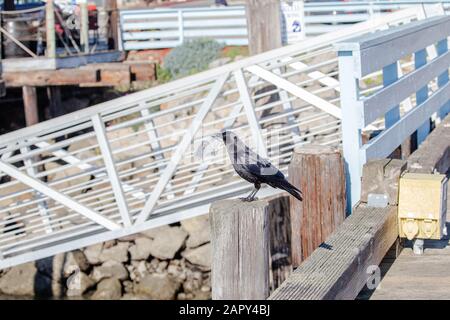 Schwarze Krähe mit Restaurantrechnung im Schnabel in Morro Bay, CA Stockfoto
