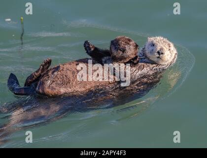 Mutter Sea Otter schwimmt mit ihrem Pup in Morro Bay, CA Stockfoto