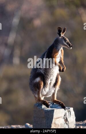 Seitenansicht eines Gelb-Fußfelsen-Wallabys (Petrogale xanthopus) auf einem Felsen, Arkaroola Wilderness Sanctuary, South Australia, Australien Stockfoto