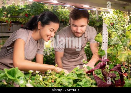 Junge Gewächshausarbeiter oder Landwirte in Arbeitskleidung biegen sich über Gartenbett ab Stockfoto