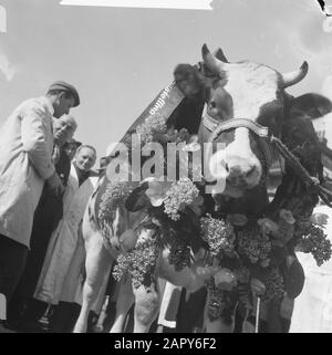 Miss rund 1962 am Schlachthof in Amsterdam Datum: 12. april 1962 Ort: Amsterdam, Noord-Holland Schlüsselwörter: Schlachthöfe, Tiere Stockfoto